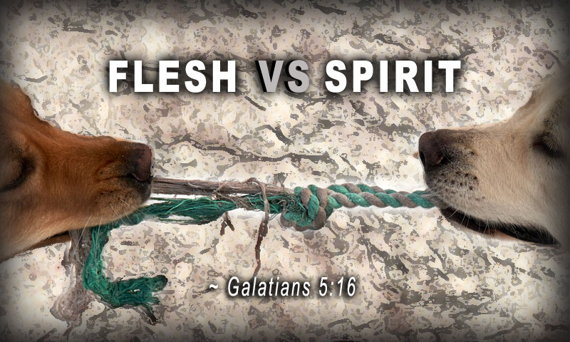 But I say, walk by the Spirit, and you will not gratify the desires of the flesh. ~ Galatians 5:16