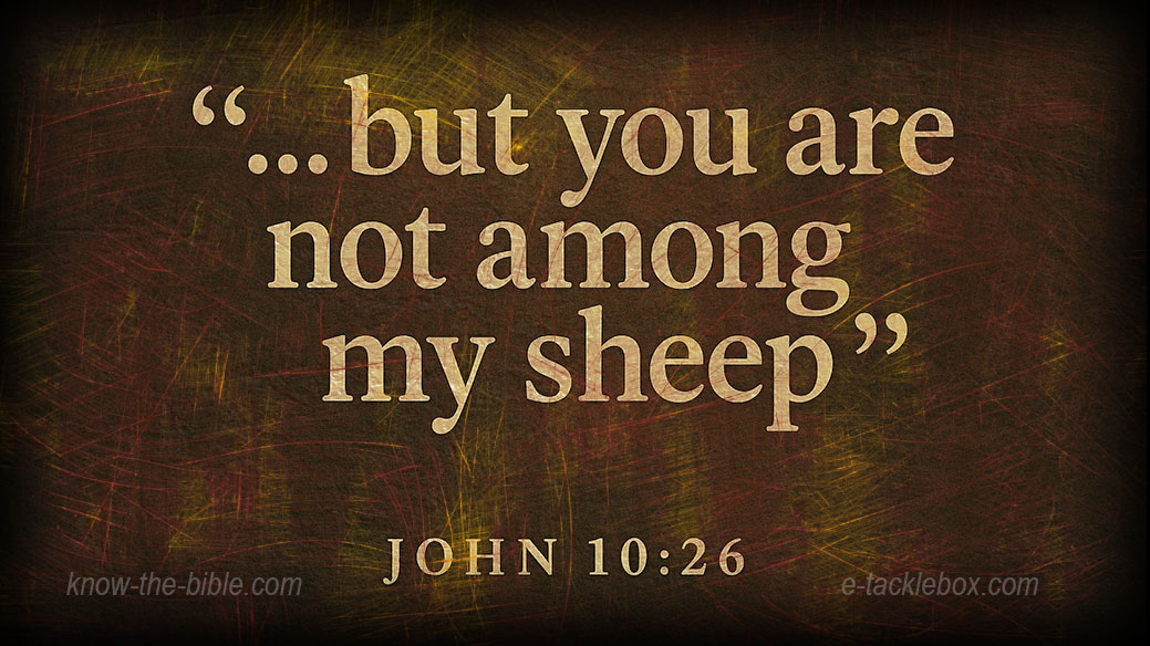 my-sheep.jpg